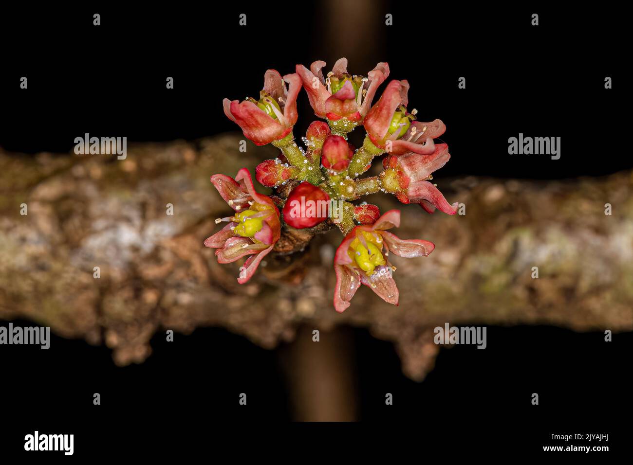 Rote Mombin Pflanzenblume der Art Spondias purea Stockfoto