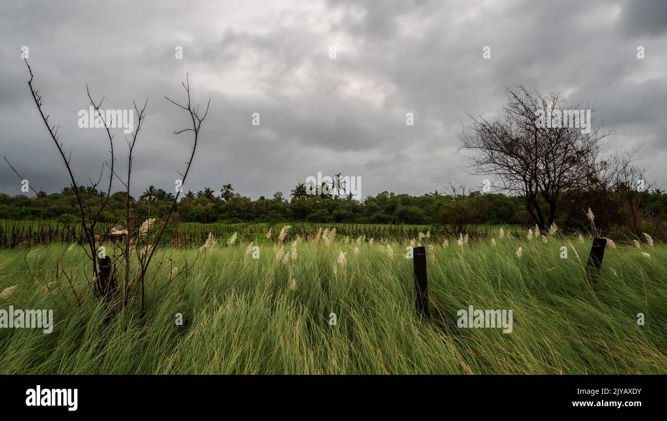 Kans Gras blüht auf einem grasbewachsenen Feld unter einer dunklen Wolke am Himmel, nahe dem Suruchi Beach in Vasai. Stockfoto