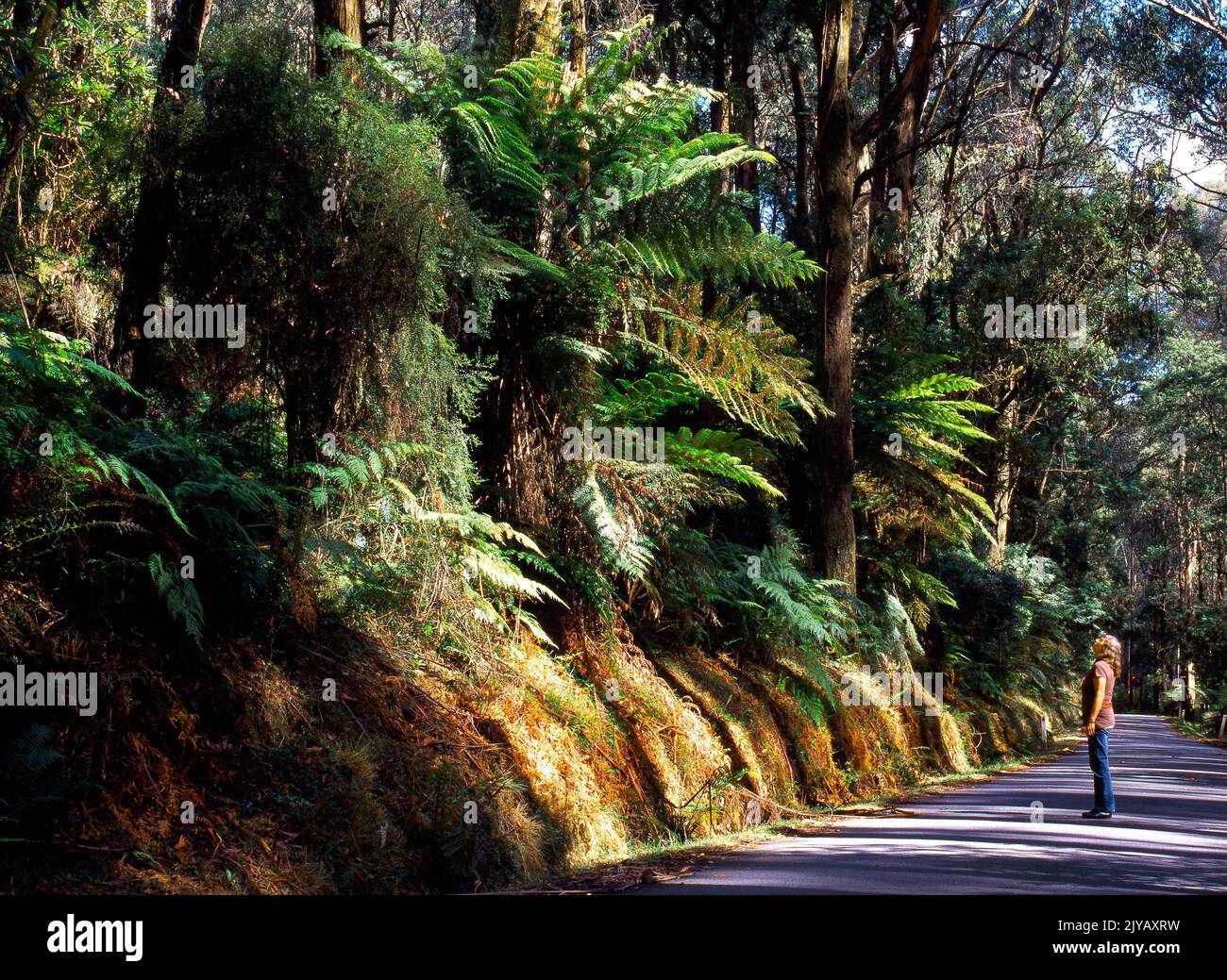 Eine Frau, die den Australian Forest, Victoria, Australien bewundert Stockfoto