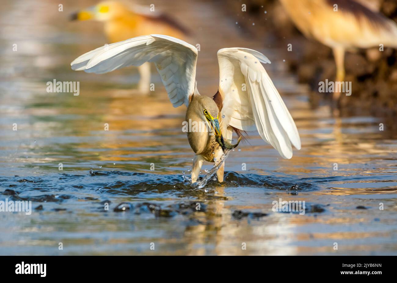 Vogel fliegt und taucht, um Fische im Teich zu erbeuten, der indische