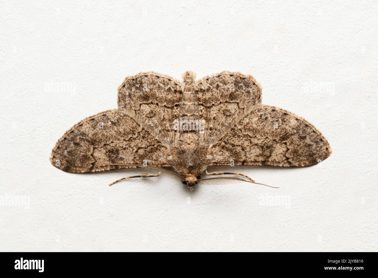 Indische Aschig-unterstützte Motte, Iridopsis-Larvaria, Satara, Maharashtra, Indien Stockfoto