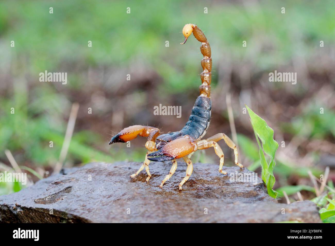 Angriffshaltung von sperrigen Waldskorpion, Heterometrus xantopus, Satara, Maharashtra, Indien Stockfoto