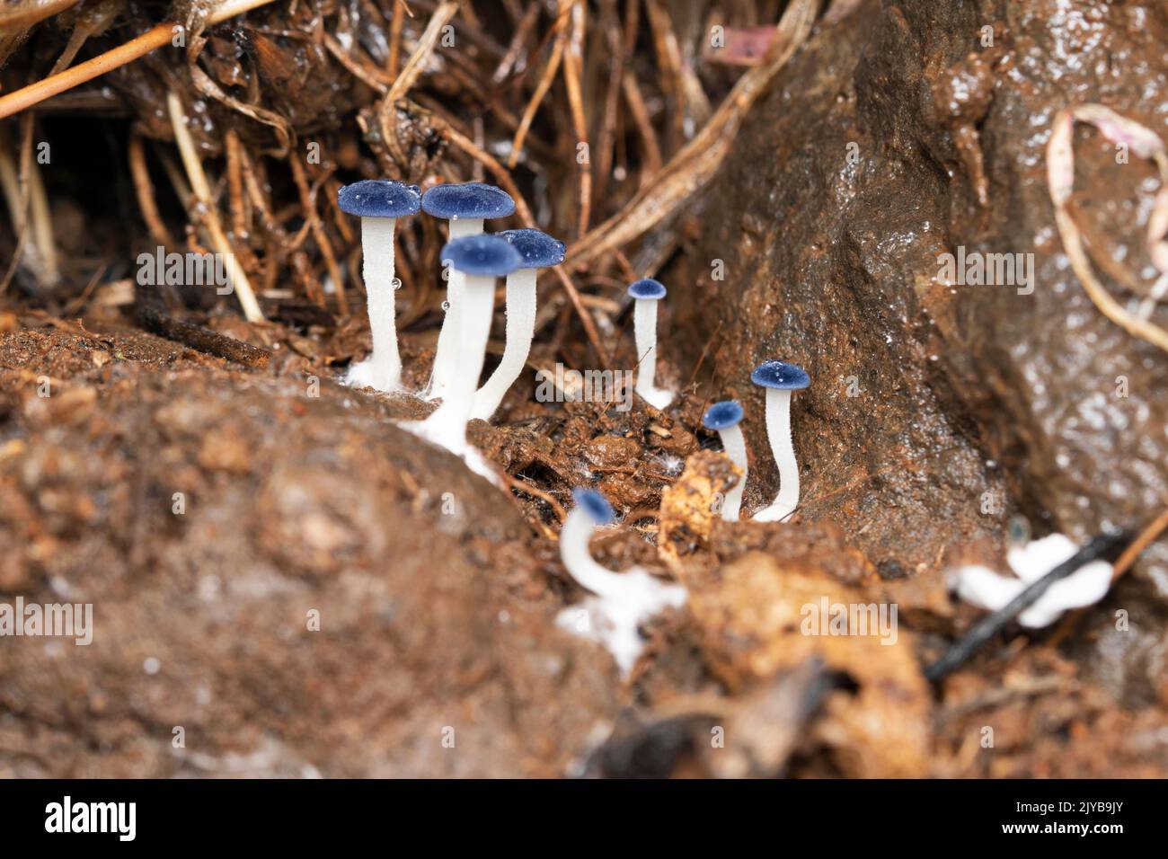 Indische Blaupilzpilze, Satara, Maharashtra, Indien Stockfoto