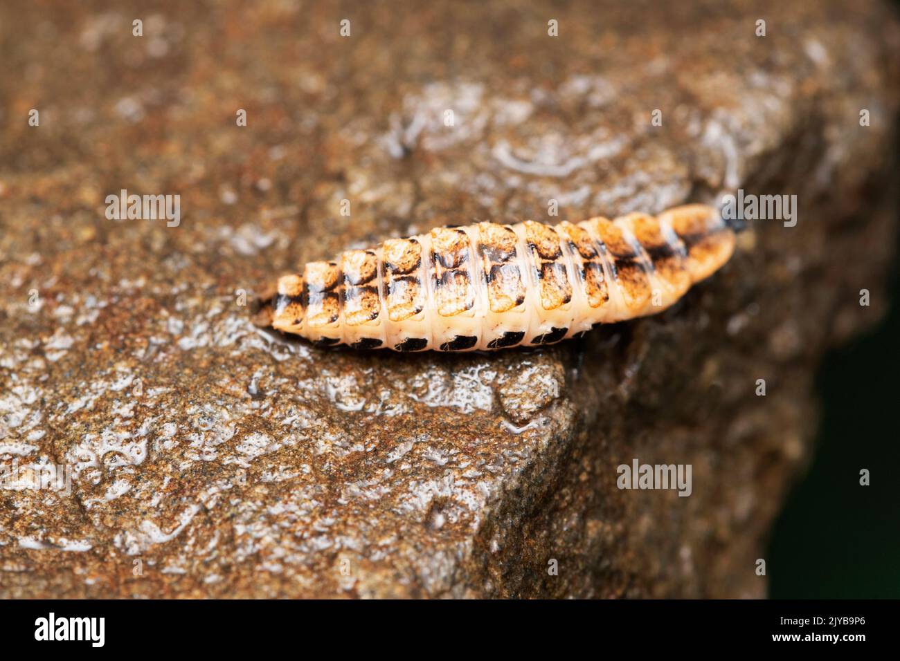 Leuchtende Glühwürmchenlarve, Abscondita chinensis, Satara, Maharashtra, Indien Stockfoto