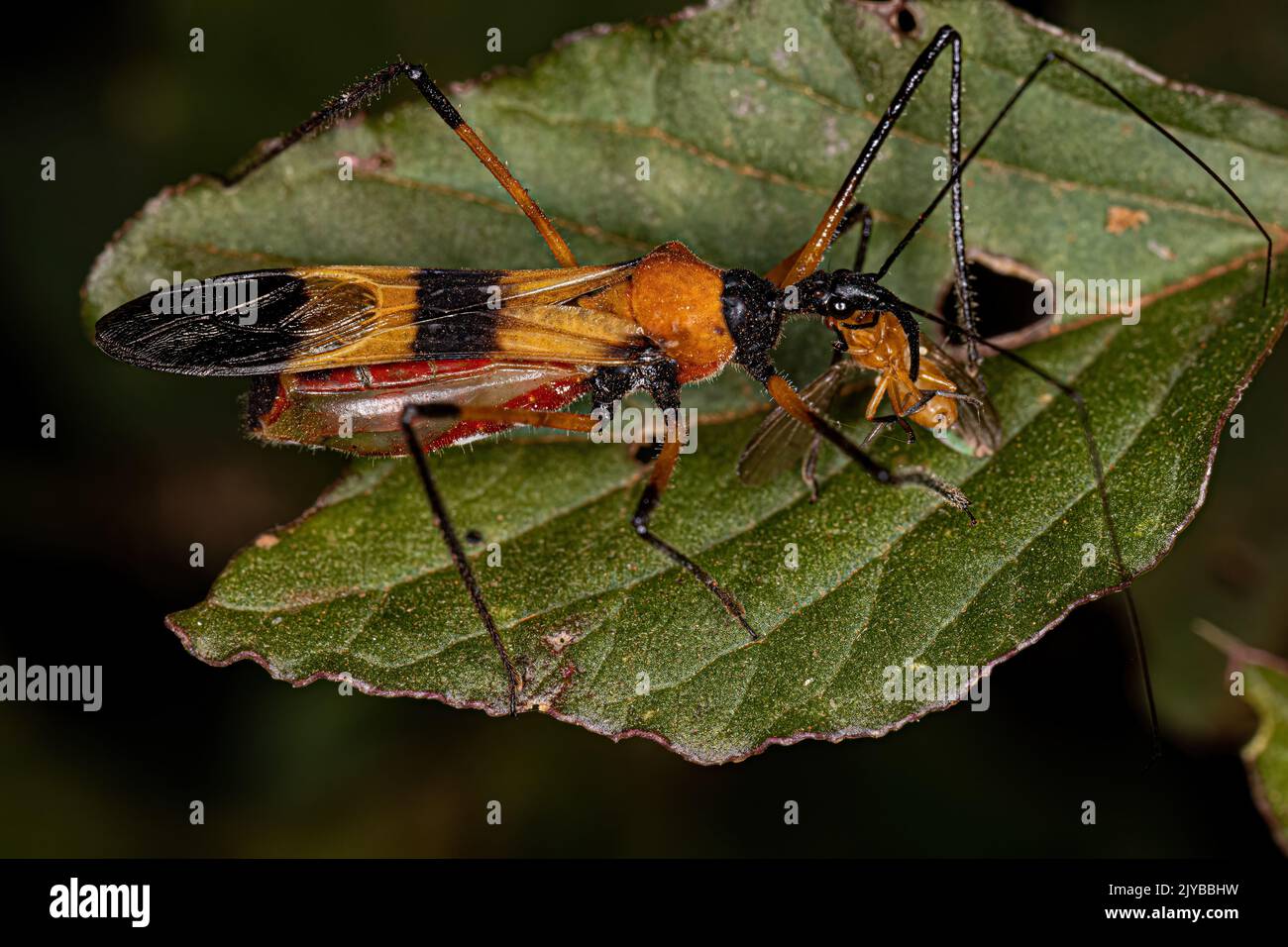 Adulter Assassin Bug der Gattung Zelus Stockfoto