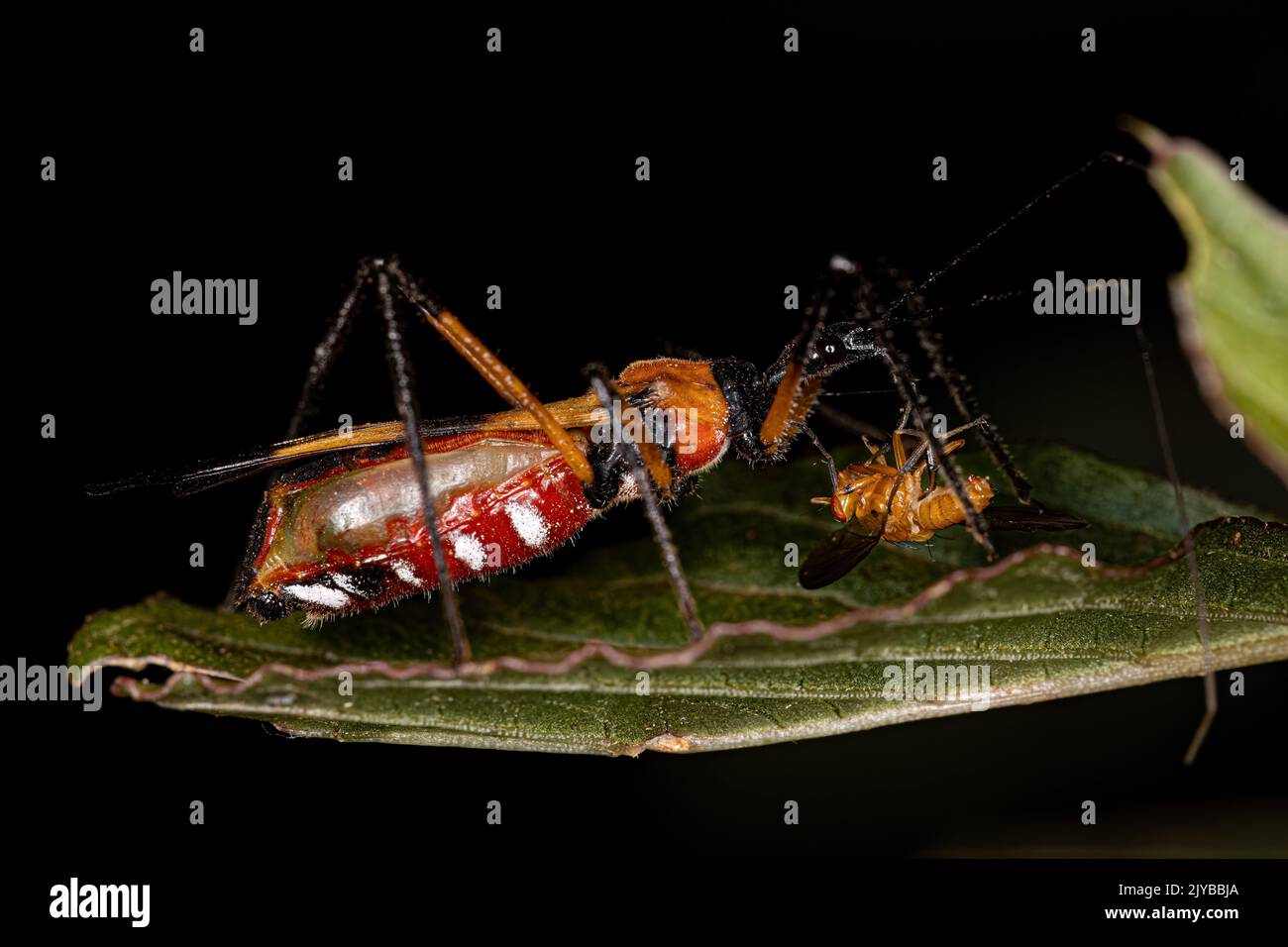 Adulter Assassin Bug der Gattung Zelus Stockfoto