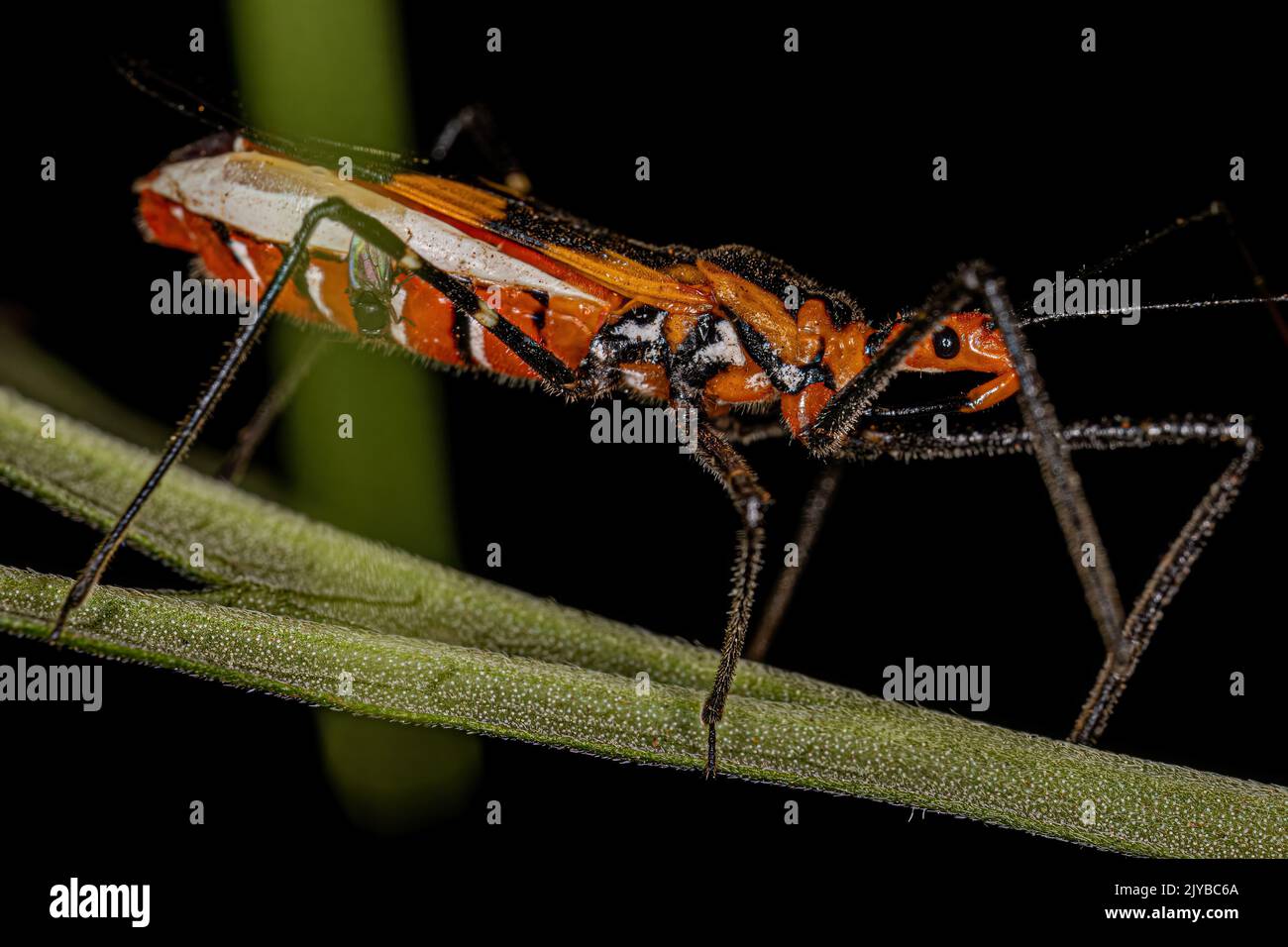 Adulter Assassin Bug der Gattung Zelus Stockfoto