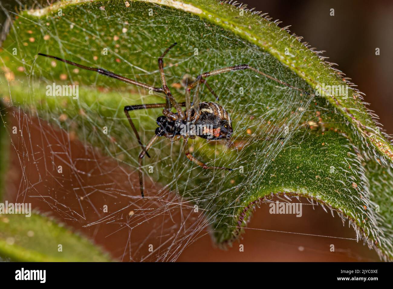 Männchen braune Witwe der Art Latrodectus geometricus Stockfoto