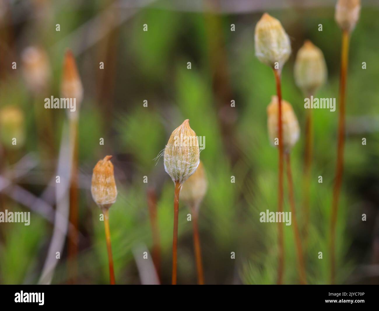 Nahaufnahme haariger brauner Mooskapseln, genannt Haarkappenmoos Polytrichum, in Beleg, Mokra Gora in Serbien Stockfoto