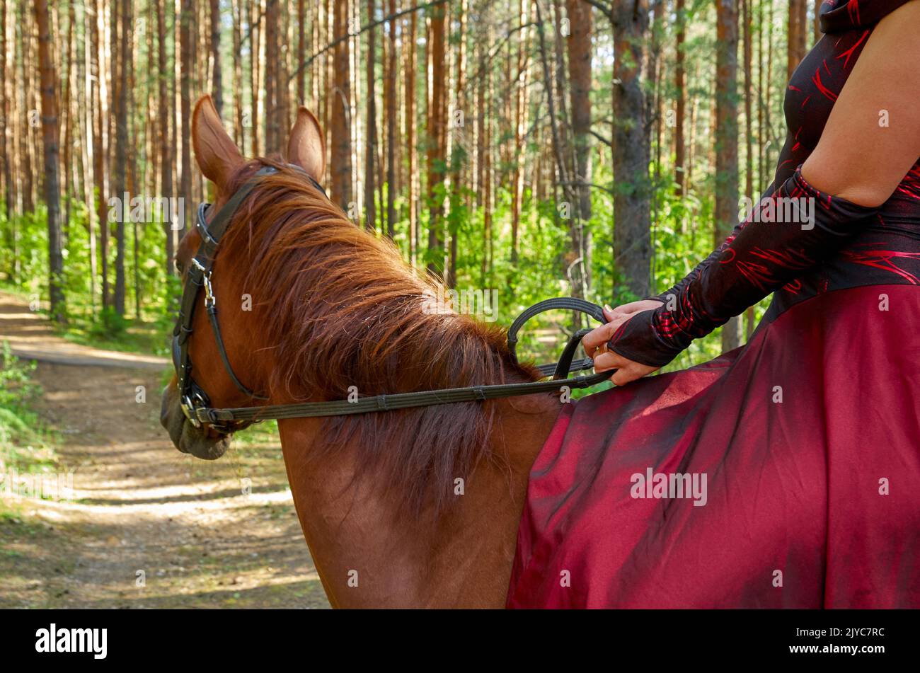 Die Hand der Reiterin in rotem Kleid und Pferd aufreißen Stockfoto