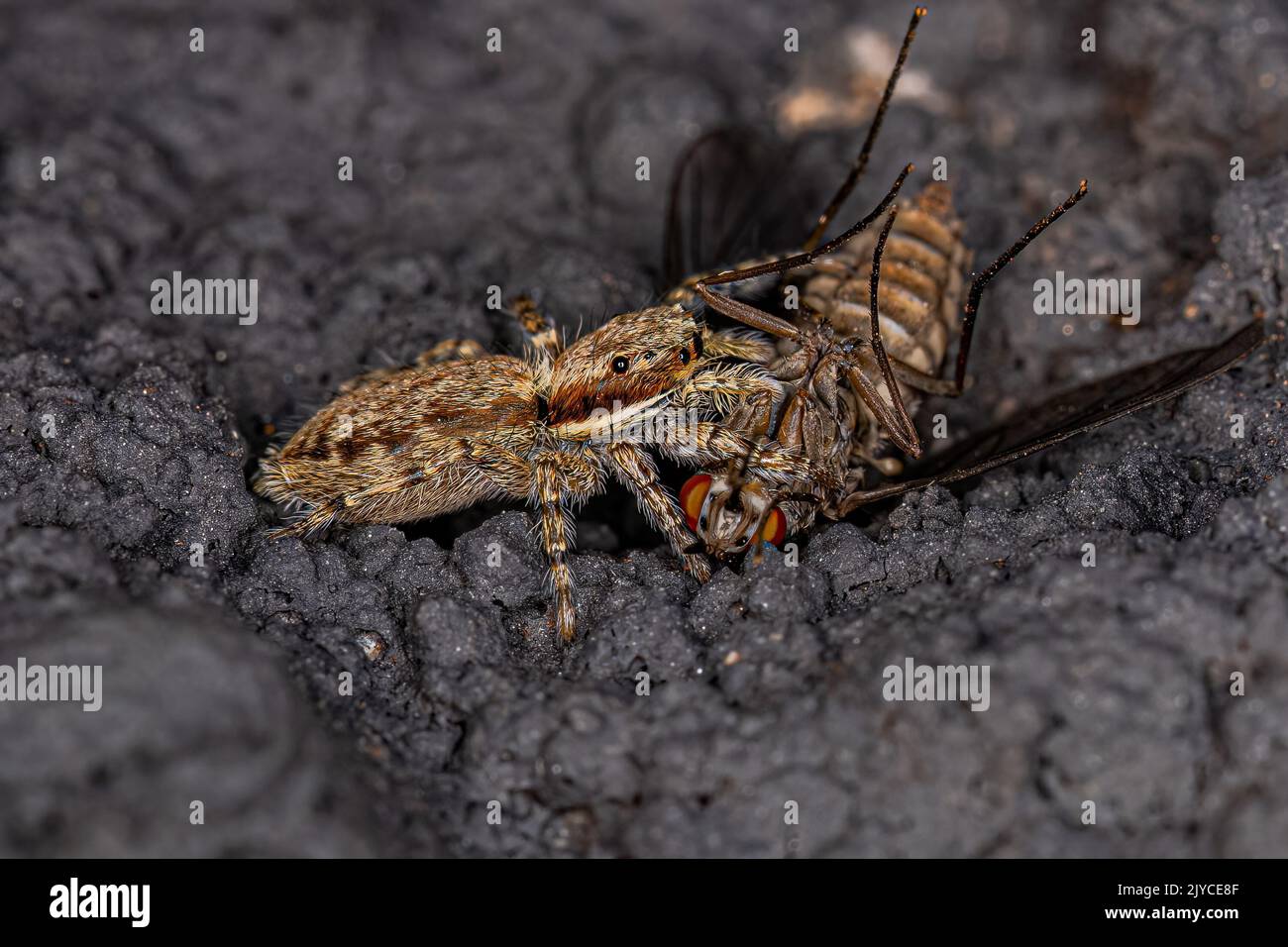 Kleine graue Wand springende Spinne der Art Menemerus bivittatus, die auf eine ausgewachsene Bienenfliege der Familie Bombyliidae preying Stockfoto