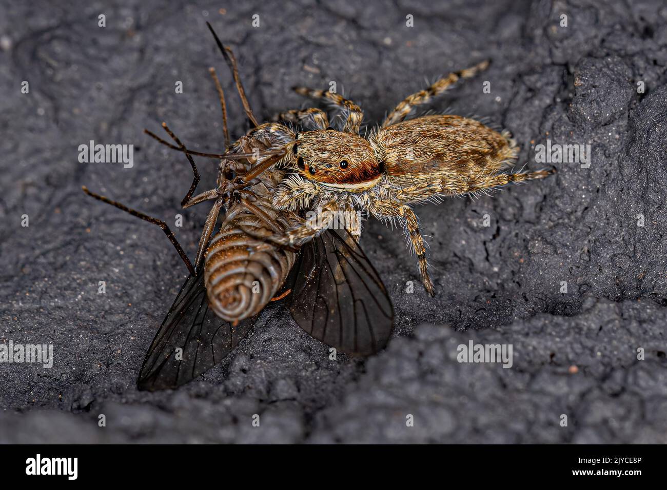 Kleine graue Wand springende Spinne der Art Menemerus bivittatus, die auf eine ausgewachsene Bienenfliege der Familie Bombyliidae preying Stockfoto