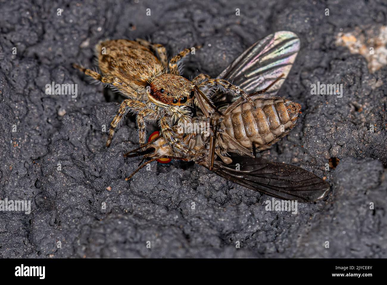 Kleine graue Wand springende Spinne der Art Menemerus bivittatus, die auf eine ausgewachsene Bienenfliege der Familie Bombyliidae preying Stockfoto