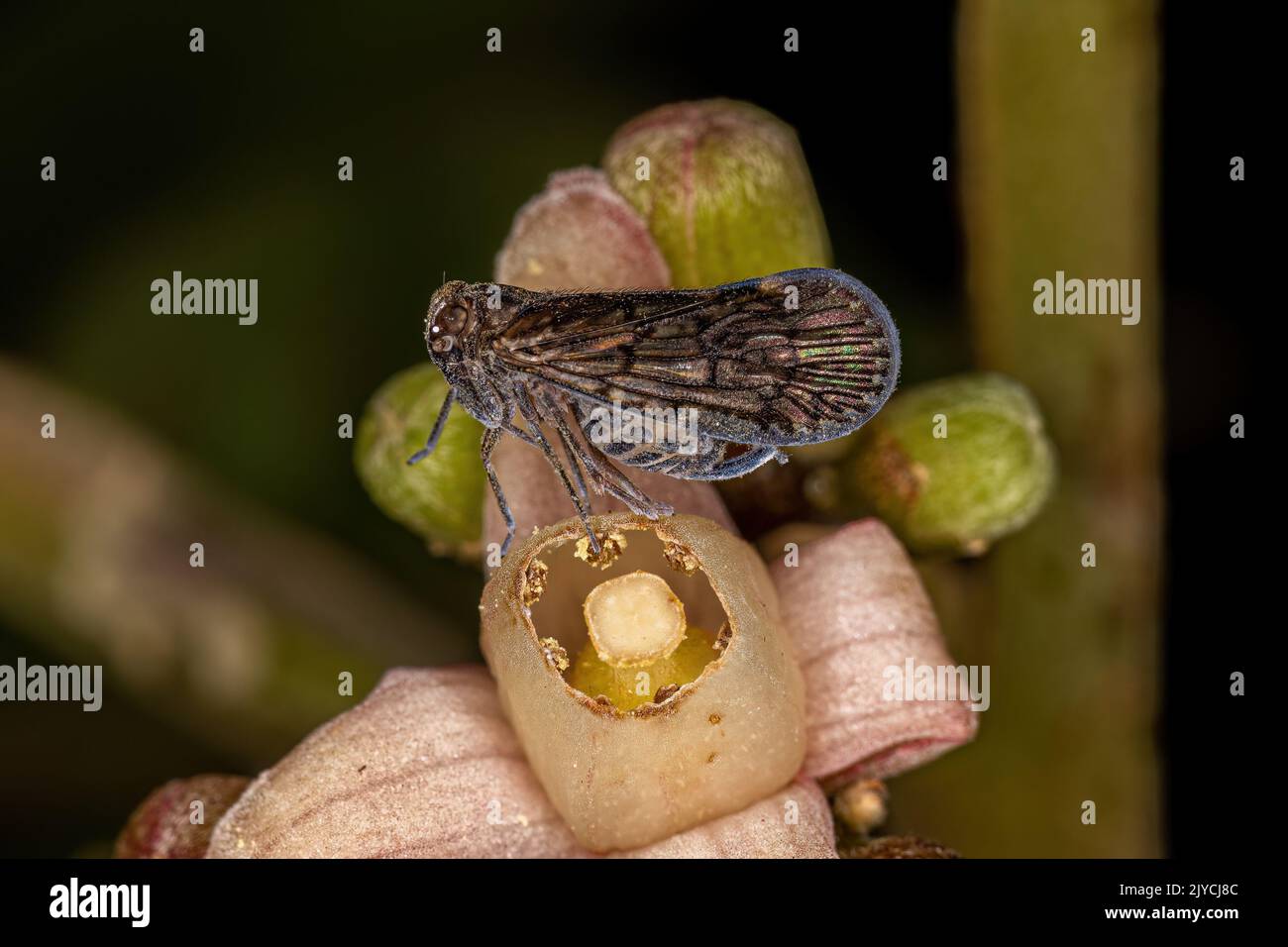 Erwachsenes kleines Planthopper-Insekt der Gattung Pintalia Stockfoto