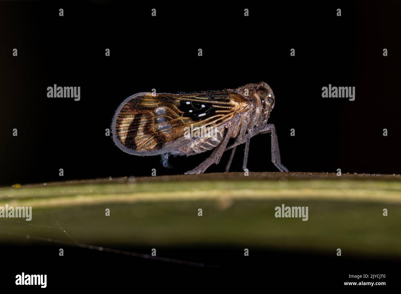 Adulter kleiner Planthopper Insekt der Art Pintalia constellaris Stockfoto