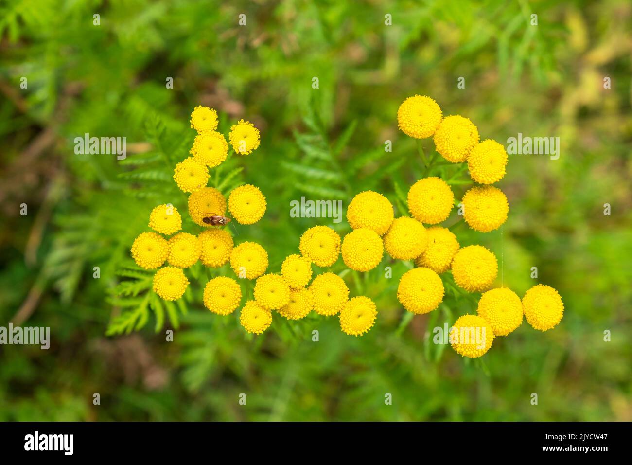 BloomingTansy Blume auf einer Wiese Stockfoto