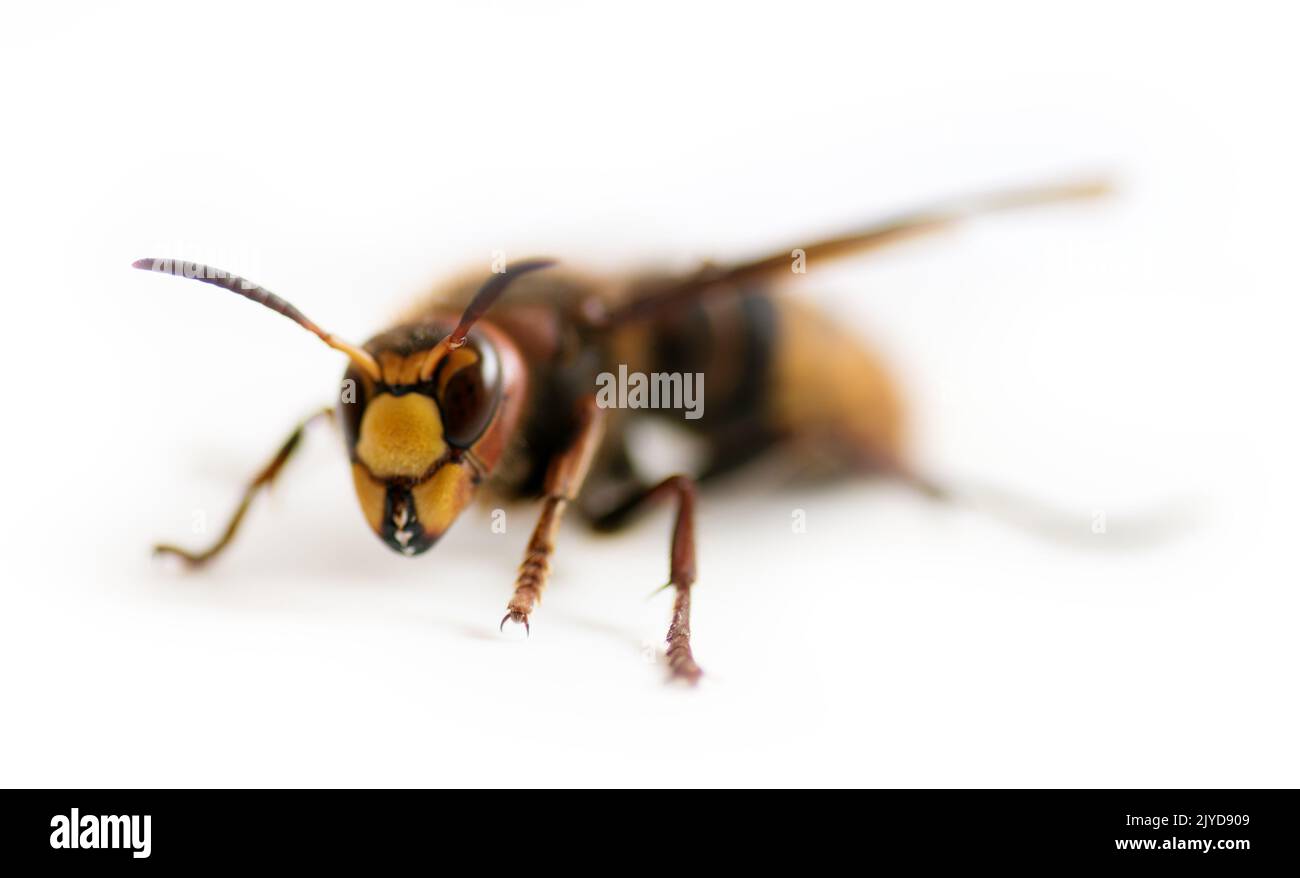 Ein gewaltiger Hornet schlechter Schauspieler. Riesige Hornisse (Vespa crabro) in verschiedenen Posen auf weißem Hintergrund. Makrofotografie Hornisse Stockfoto