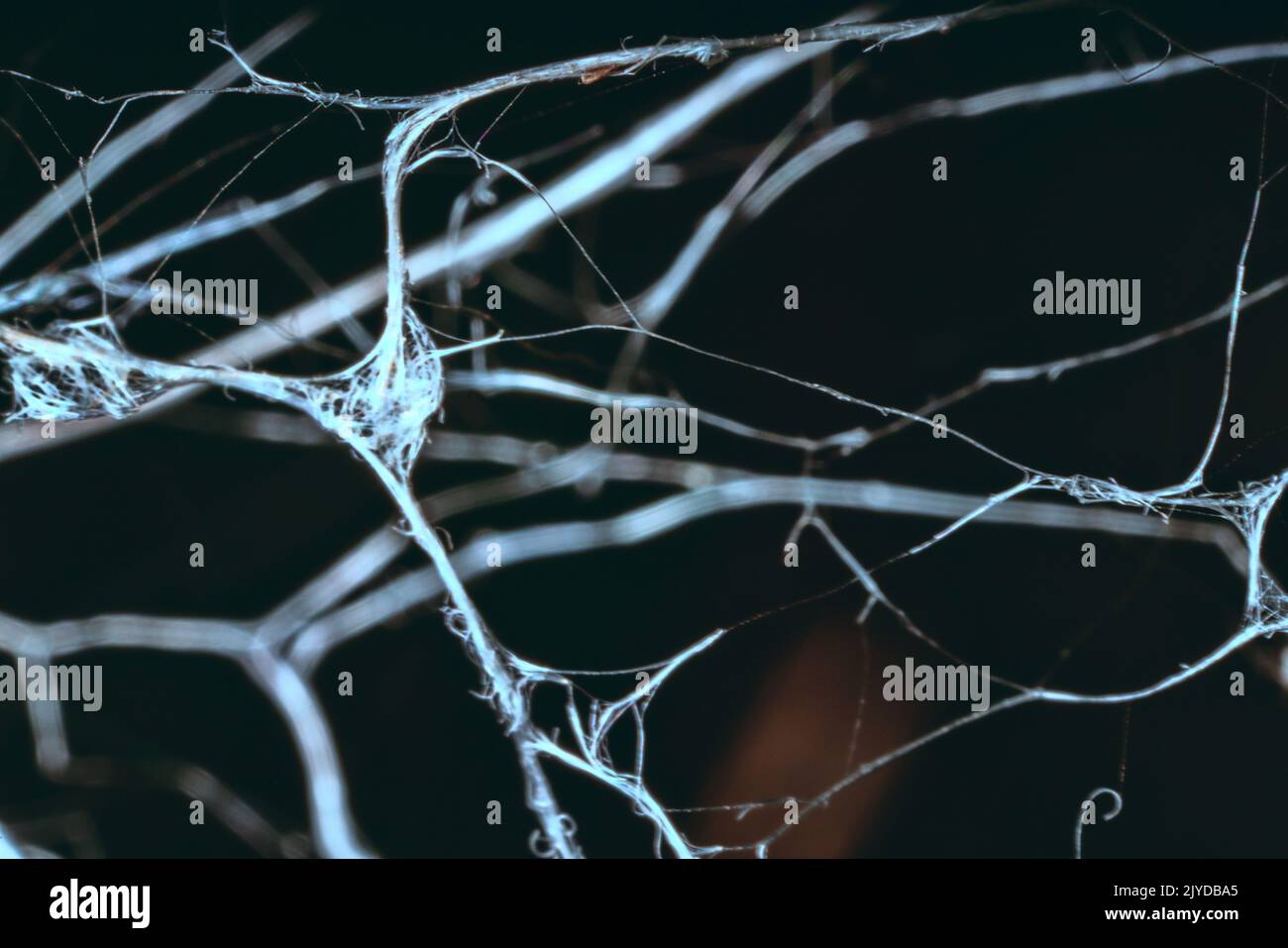 Trocken leblos verdrehte Äste sind mit Spinnweben verschlungen, Makro auf schwarzem Hintergrund. Eindruck von unangenehmem Aussehen: Tod und die seepulchrale Welt Stockfoto