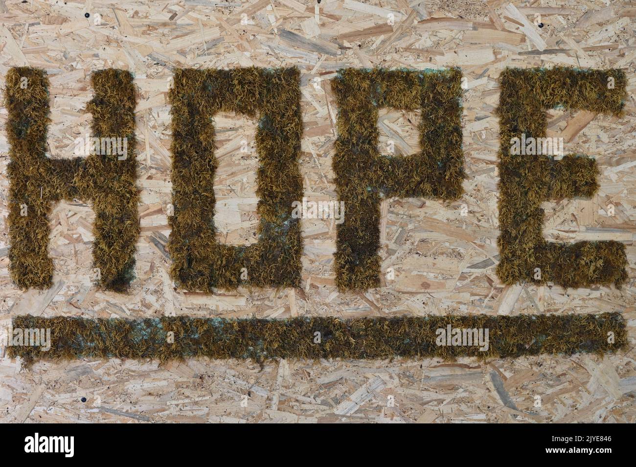 Das Wort 'HOFFNUNG', das in Moos auf einer Holztafel geschrieben ist Stockfoto