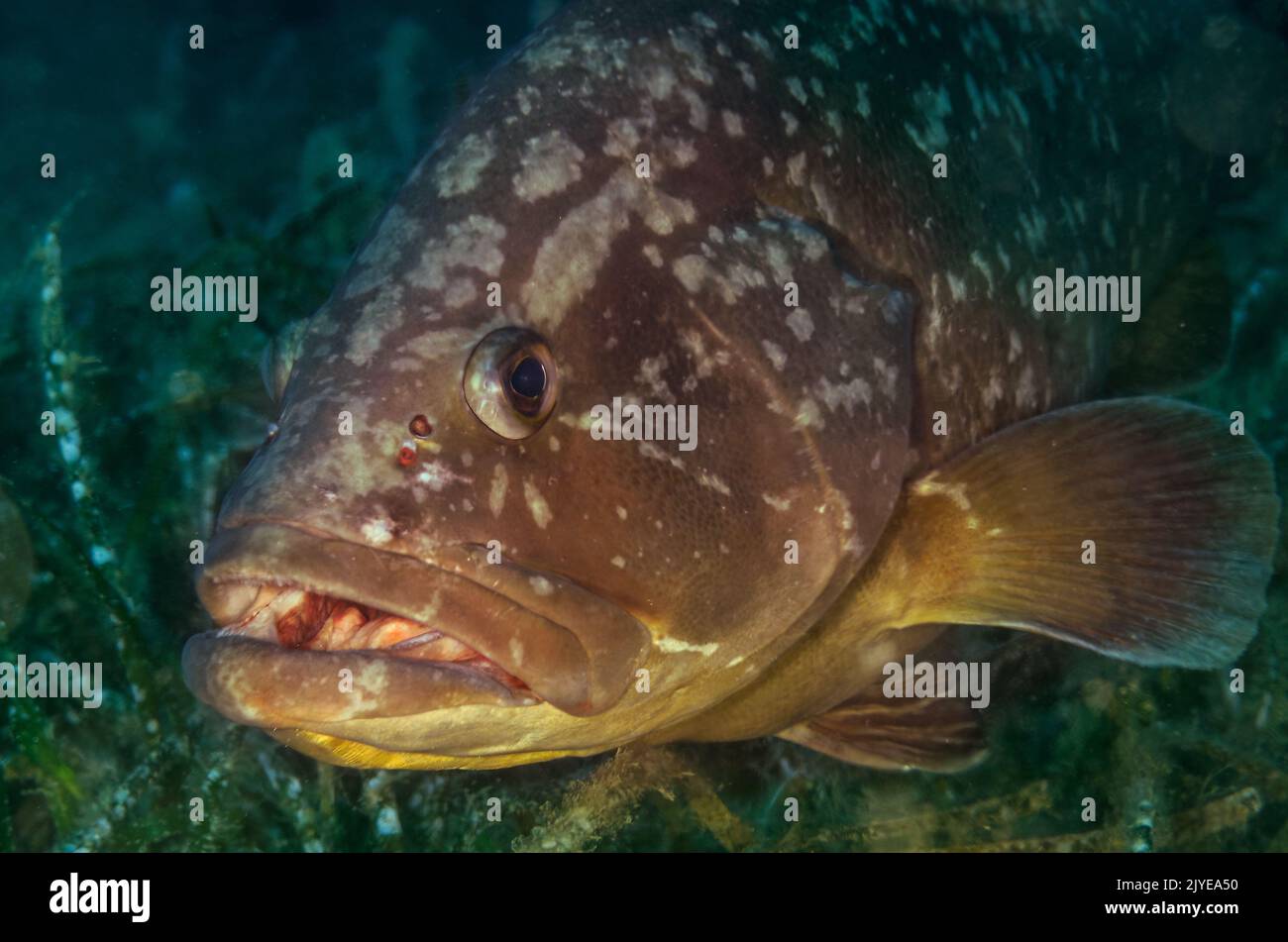 Dunkler Zackenbarsch, Epinephelus marginatus, Serranidae, Tor Paterno Meeresschutzgebiet, Rom, Latium, Italien, Europa Stockfoto