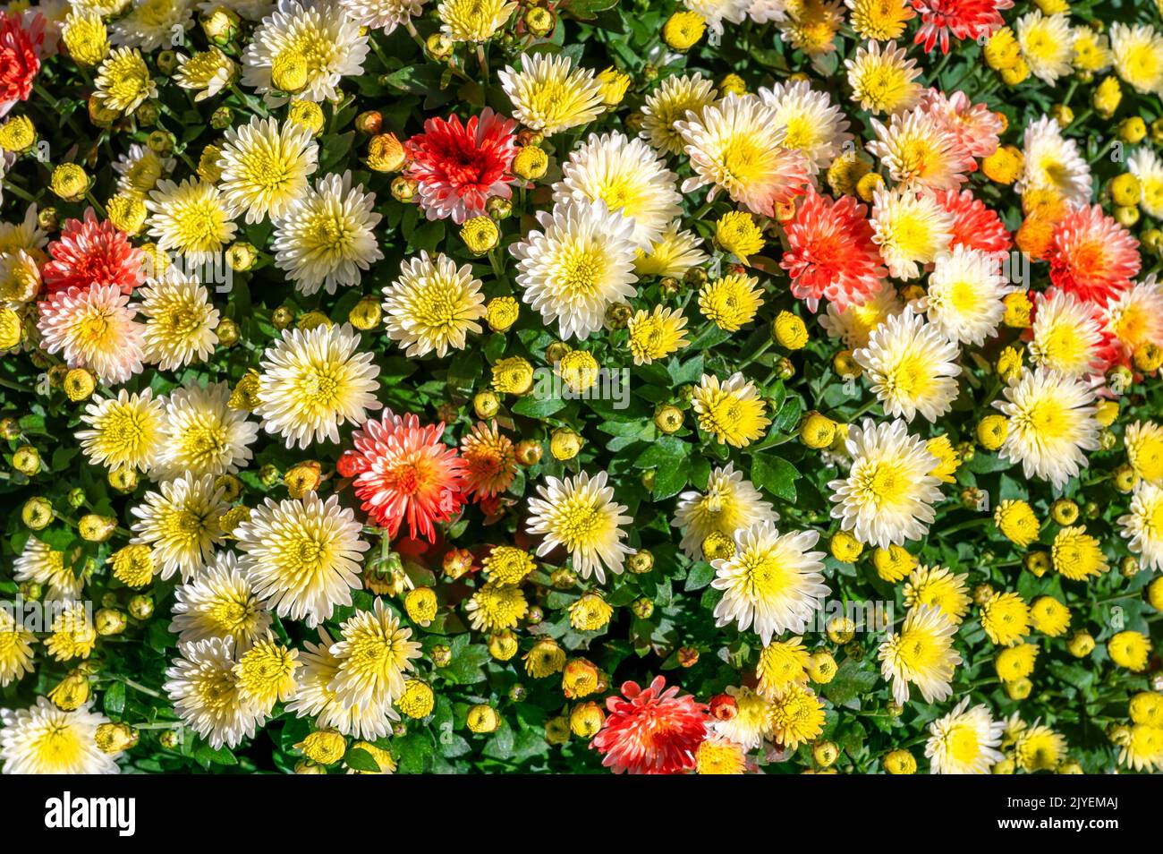 Wunderschöne farbenfrohe Winter-Aster mit floraler Struktur Stockfoto