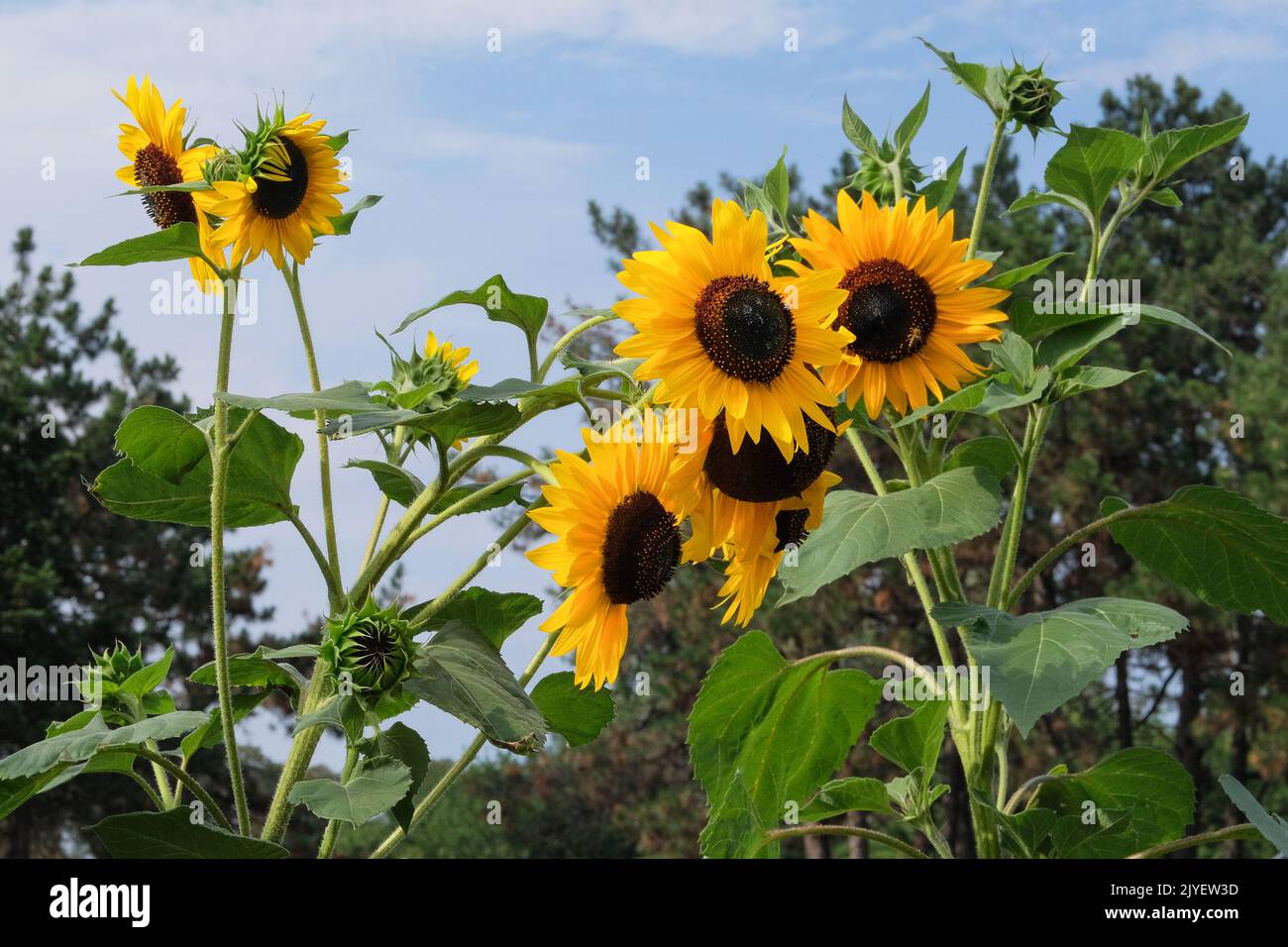 Sonnenblumen. Gemüseanbau. Landwirtschaft Herbst Hintergrund in sonnigen Tag. Gelbe helle und lebendige Blume. Stockfoto