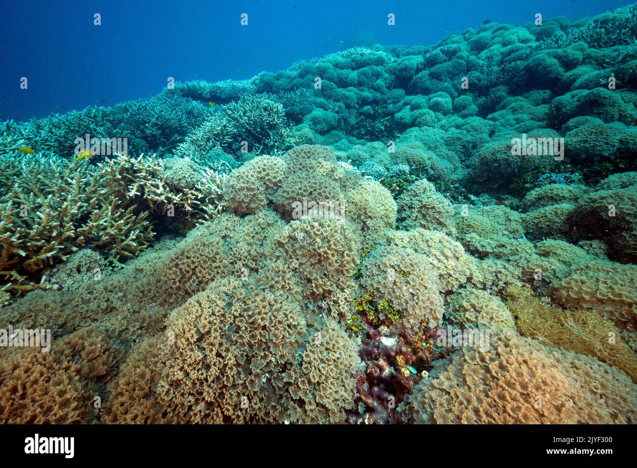 Riff landschaftlich mit Goniopra Steinkorallen Raja Ampat Indonesien. Stockfoto