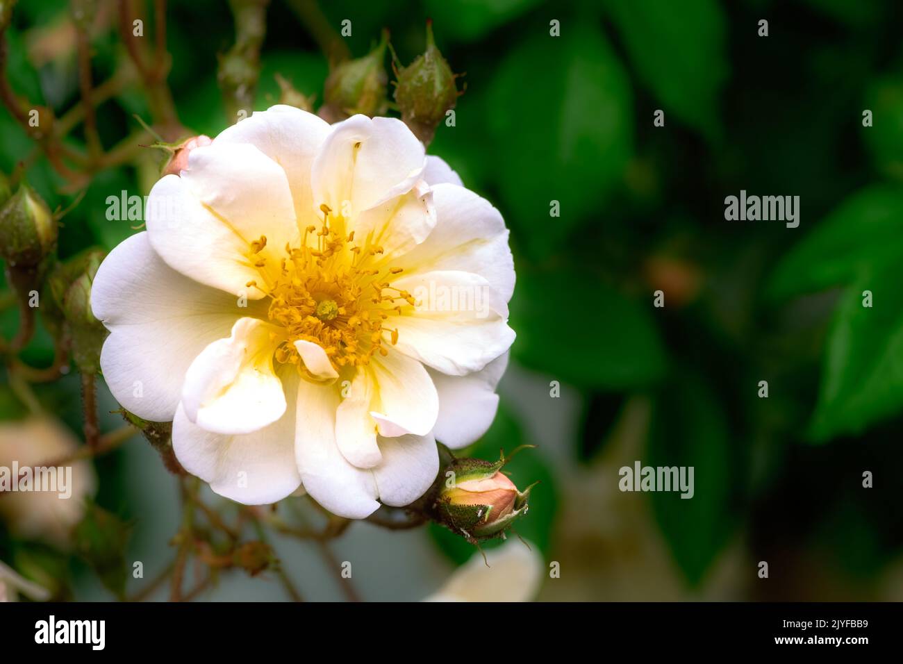 Blüte eines weißen wandernden Rosenblütenbusches Stockfoto