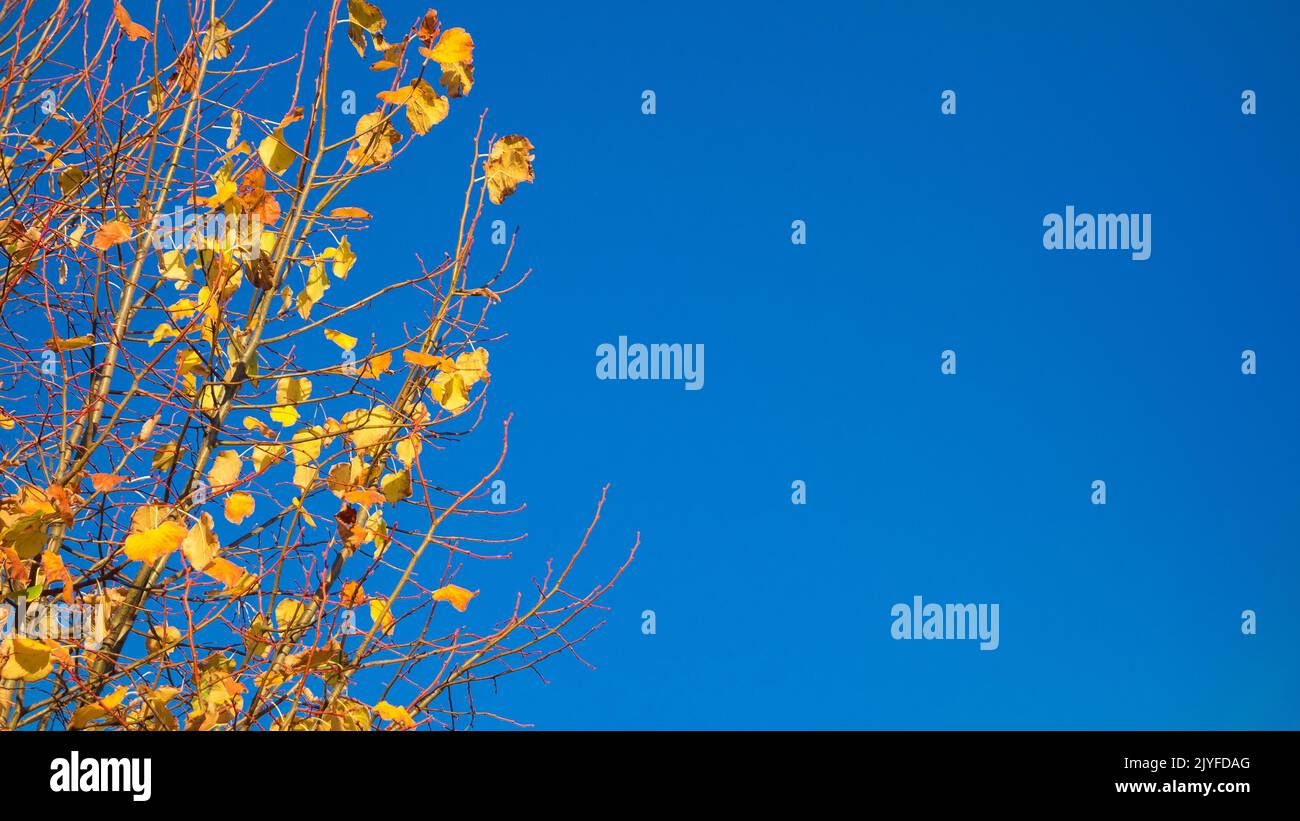 Ende Herbst und Anfang Winter Hintergrund mit lindengelben Blättern vor blauem Himmel (mit Kopierfläche) Stockfoto