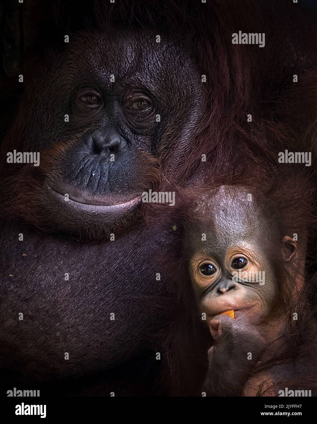 Eine Mutter und ein Baby Orang-Utan kuscheln zusammen. Jakarta, Indonesien: ENTZÜCKENDE BILDER zeigen, wie ein Baby-Orang-Utan eine freche Fahrt auf den Rücken seiner Mutter stiehlt. Stockfoto