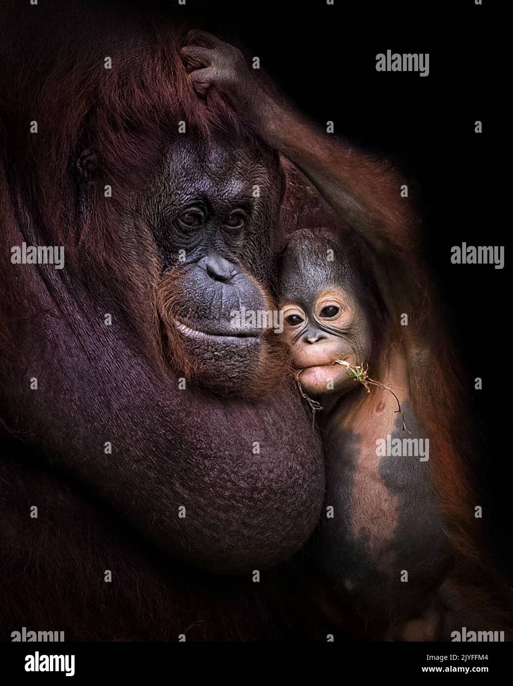 Das Baby greift, um sich auf den Kopf der Mutter zu ziehen. Jakarta, Indonesien: ENTZÜCKENDE BILDER zeigen, wie ein Baby-Orang-Utan eine freche Fahrt auf den Rücken seiner Mutter stiehlt. Stockfoto