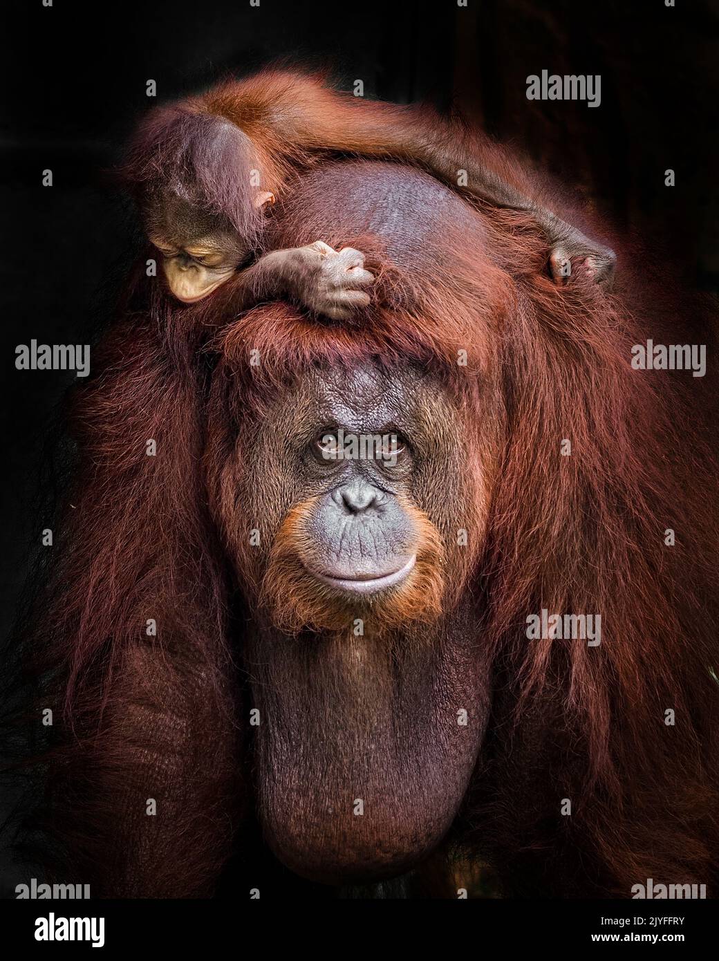Das Baby stiehlt eine freche Huckepack-Fahrt. Jakarta, Indonesien: ENTZÜCKENDE BILDER zeigen, wie ein Baby-Orang-Utan eine freche Fahrt auf den Rücken seiner Mutter stiehlt. Ein im Stockfoto