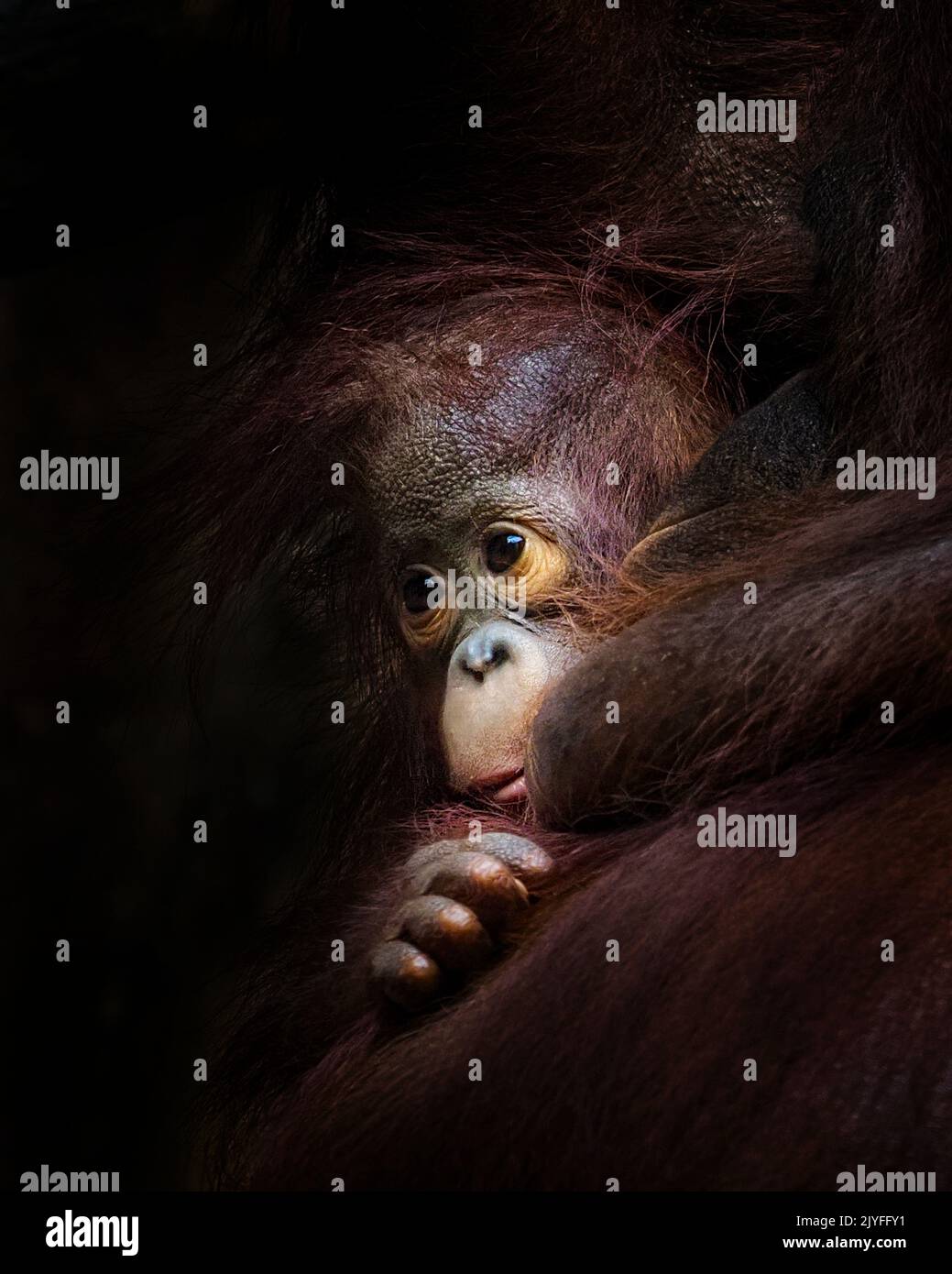 Ein entzückendes Baby Orang-Utan. Jakarta, Indonesien: ENTZÜCKENDE BILDER zeigen, wie ein Baby-Orang-Utan eine freche Fahrt auf den Rücken seiner Mutter stiehlt. Ein Bild zeigt das Stockfoto