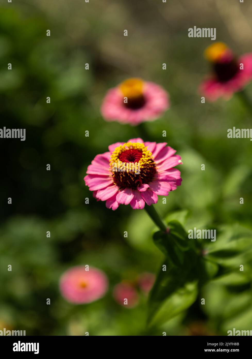Blüte dunkelrosa Zinnia Blume auf grünem Hintergrund. Blühende Zinnien-Nahaufnahme im Sommer. Vertikale Aufnahme. Stockfoto
