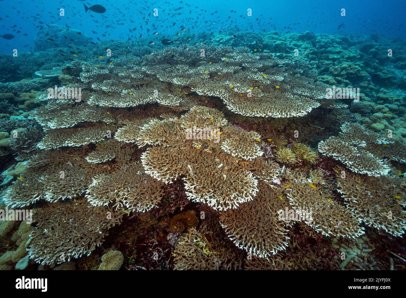 Massive Tafelkorallenkolonie Acrapora sp., Raja Ampat Indonesien. Stockfoto
