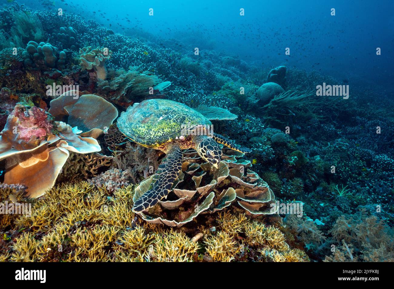 Hawksbill Turtle, Eretmochelys Imbricata, Raja Ampat, Indonesien Stockfoto
