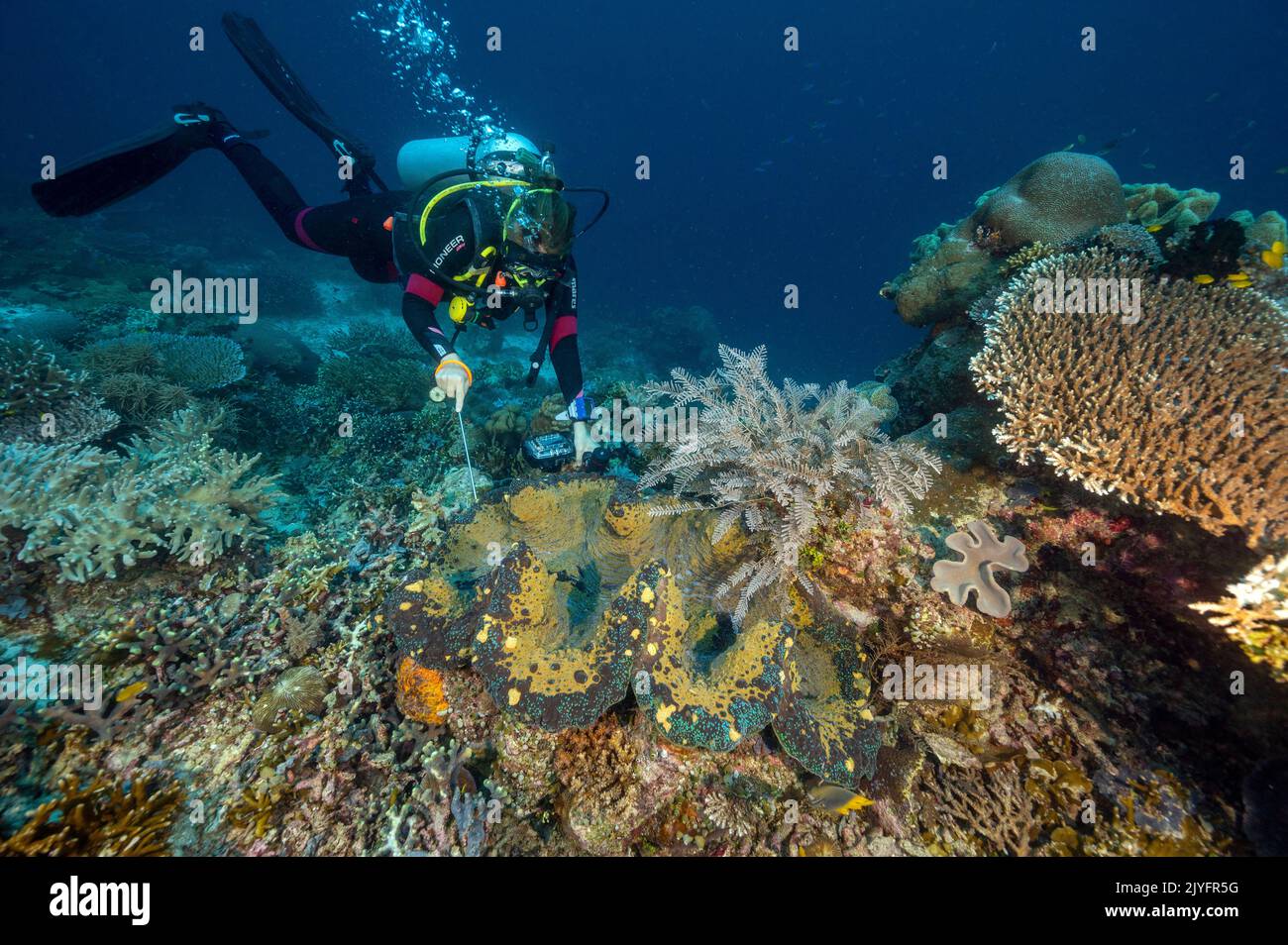 Biologin untersucht eine riesige Muschel, Tridacna gigas, Raja Ampat Indonesia. Stockfoto