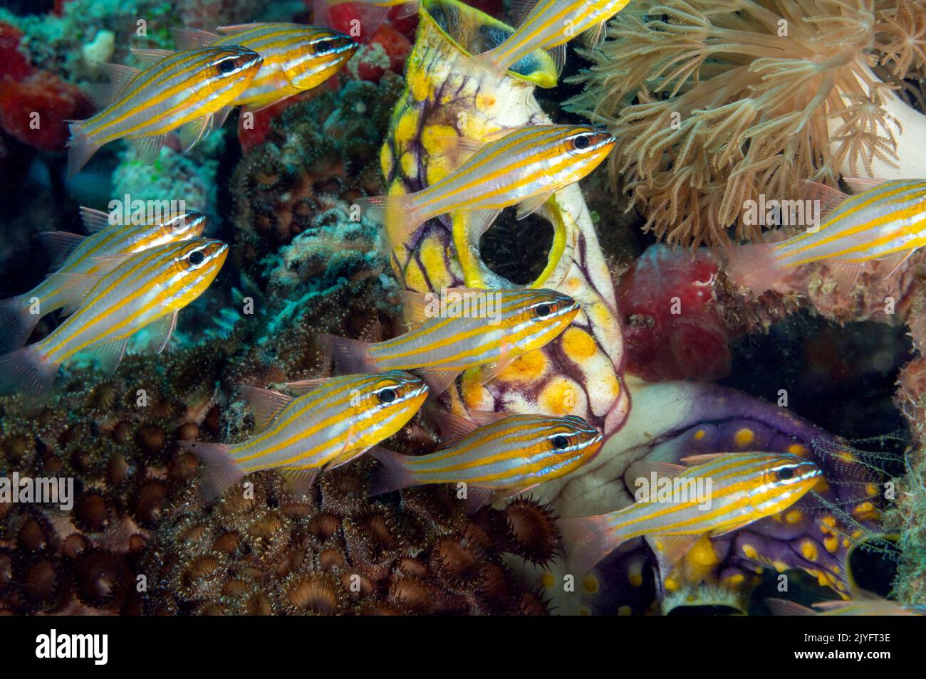 Koralle Cardinafish, Apagon Wassinski, Raja Ampat, Indonesien Stockfoto