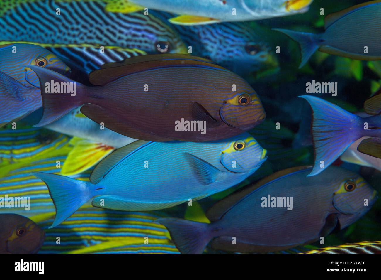 Gelbmaske Surgeonfish, Acanthurus mata, Raja Ampat Indonesien Stockfoto