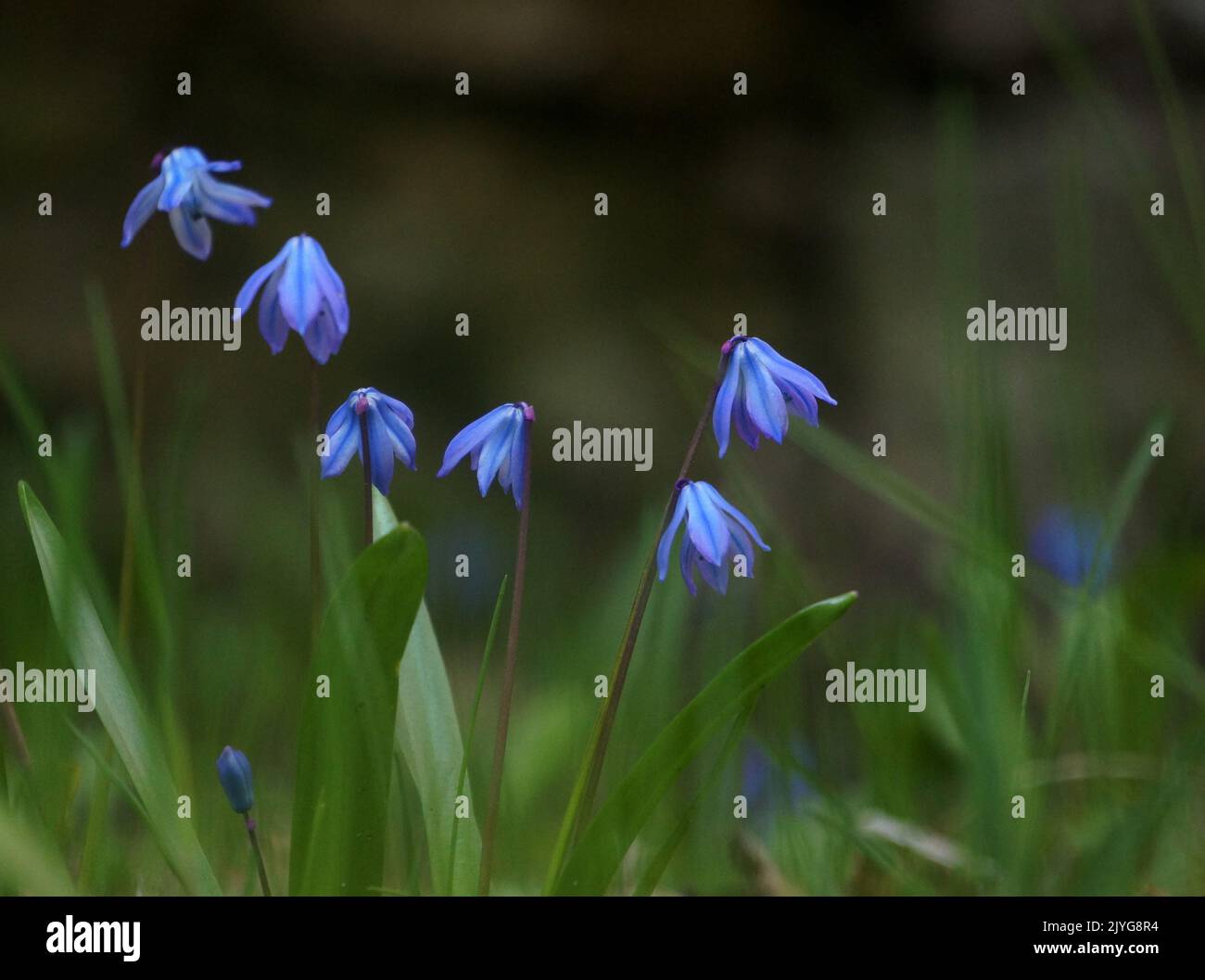 Scilla siberica blüht Stockfoto
