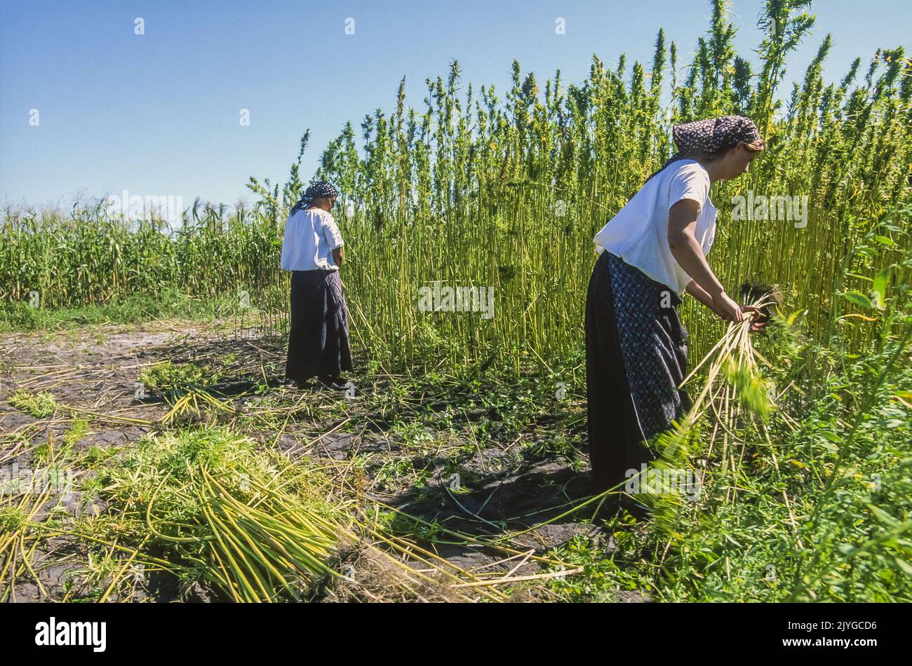 Frankreich. Aquitaine. Landes (40). Das Ecomuseum von Marqueze zeugt vom agro-pastoralen System und dem Leben in der Haute Lande Ende des Jahres 1 Stockfoto