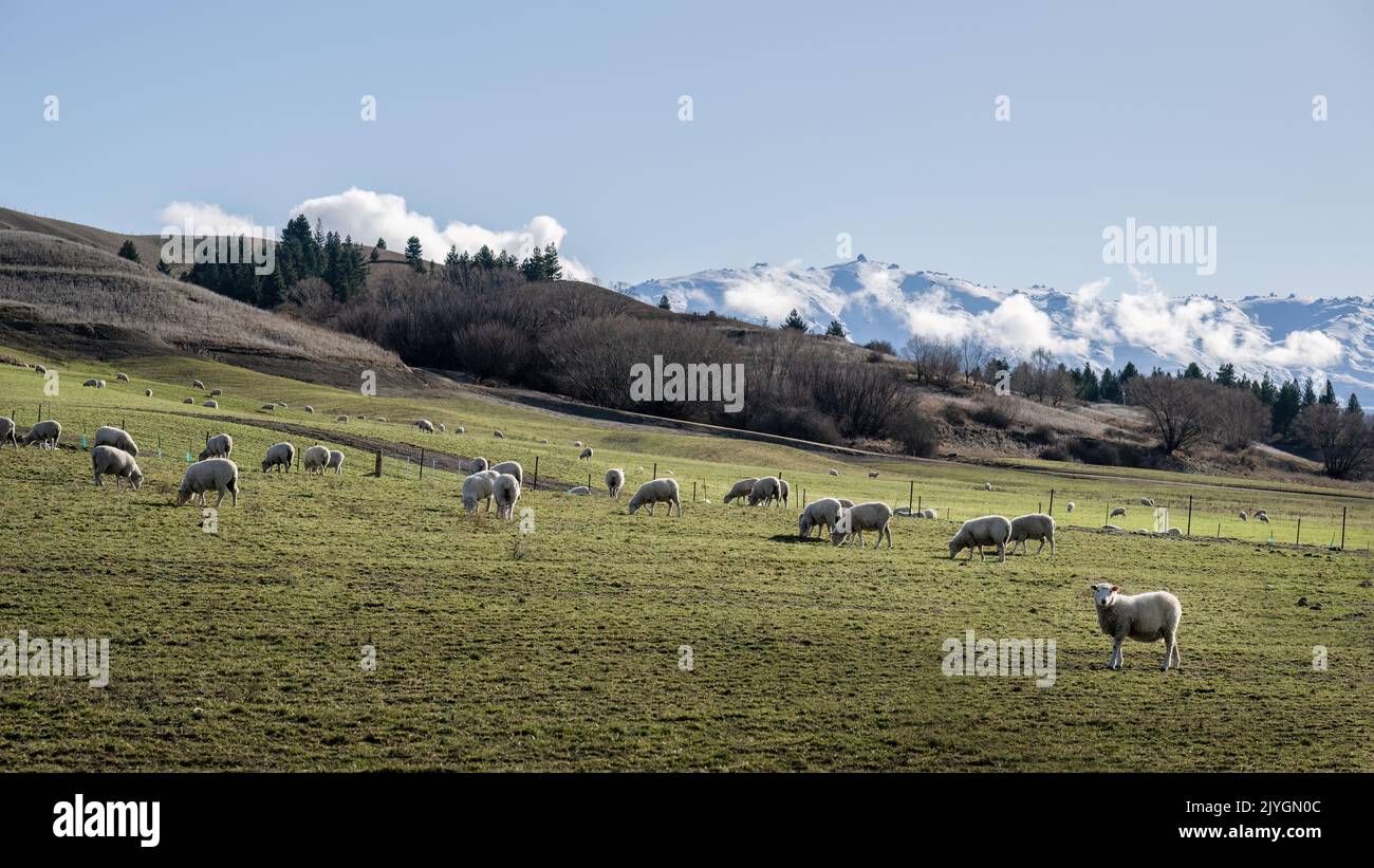 Schafe weiden im Winter mit schneebedeckten Bergen in der Ferne, Otago, Südinsel. Stockfoto