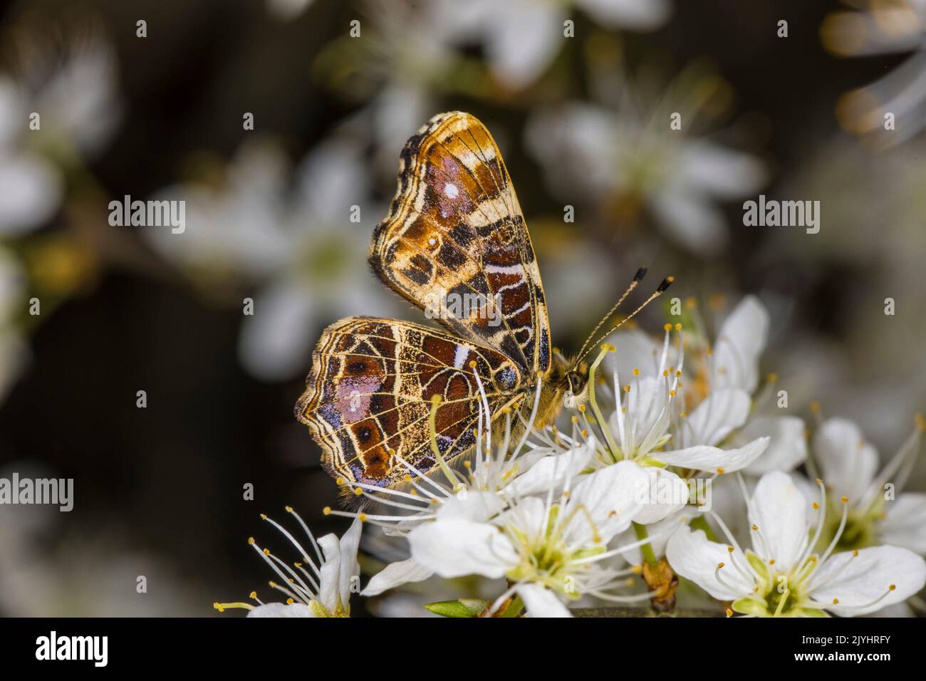 Karte Schmetterling, Frühlingsform (Araschnia levana f. levana), Frühlingsform auf einer Blume, Deutschland Stockfoto