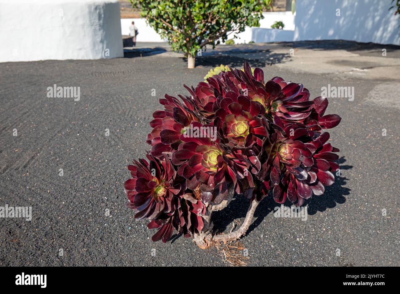 Aeonium (Aeonium arboreum), wächst auf spärem Boden, Kanarische Inseln, Lanzarote, Mozaga Stockfoto