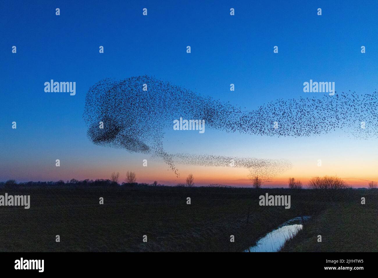 Gewöhnlicher Star (Sturnus vulgaris), Herde fliegt nach Sonnenuntergang zum Platz, Herde im Formationsflug, Niederlande, Frisia, Gaast Stockfoto