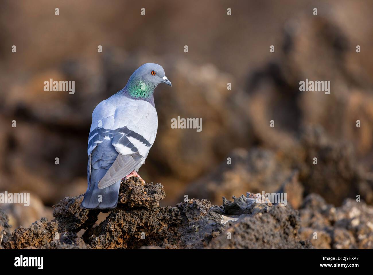 felstaube (Columba livia), Männchen auf Lavafelsen, Kanarische Inseln, Lanzarote, Nationalpark Timanfaya Stockfoto