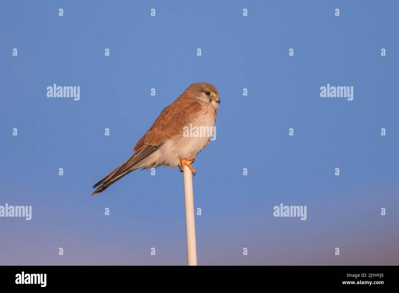 Australischer Turmfalken (Falco cenchroides), auf einem Holzpfahl, Australien, Südaustralien Stockfoto