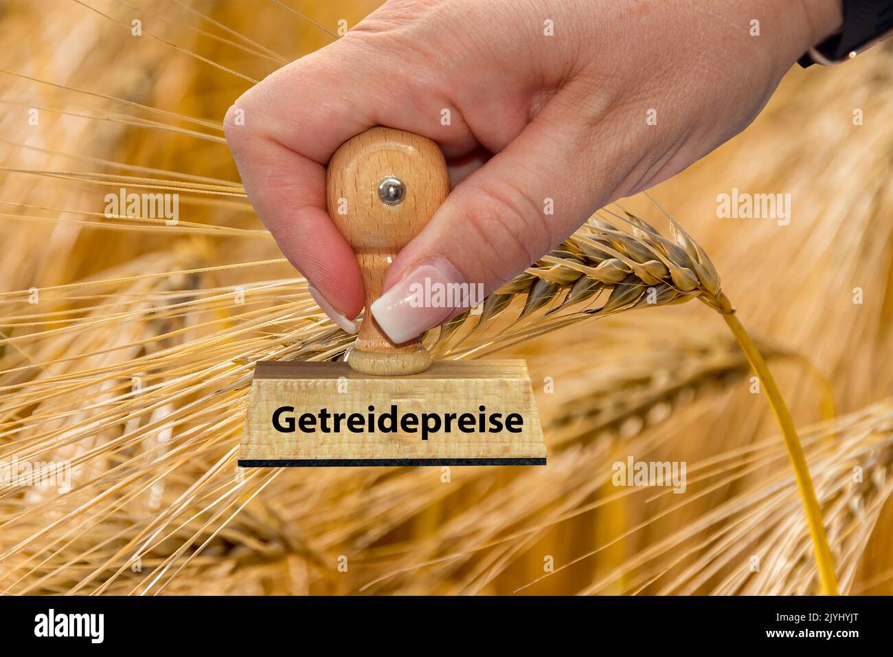 Frauenhand mit Stempelschrift Getreidepreise, Getreidepreis, Kornfeld im Hintergrund, Deutschland Stockfoto