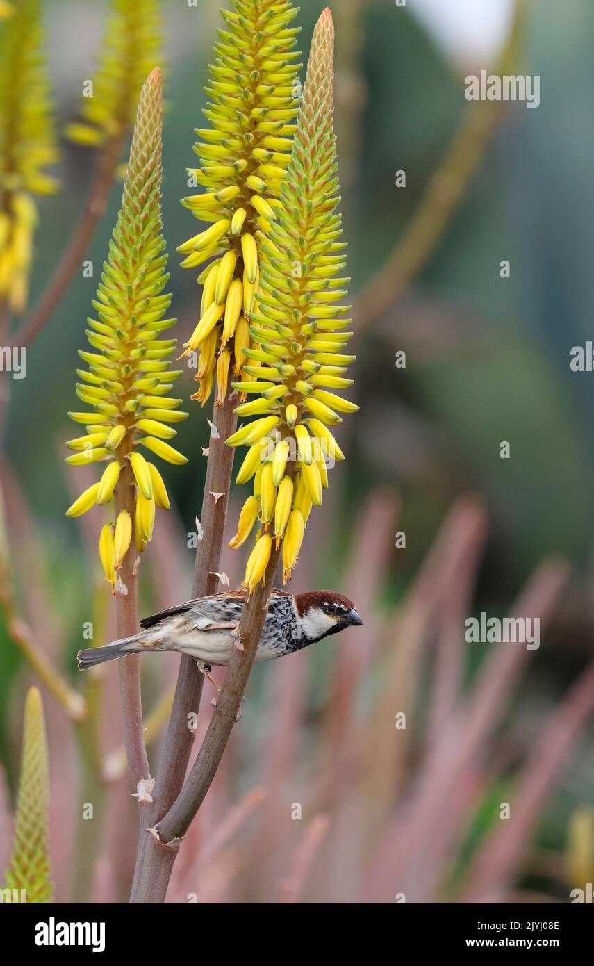 Spanischer Sperling (Passer hispaniolensis), männliche Nahrungssuche auf spanischen Sperling-Blüten, Kanarische Inseln, Lanzarote Stockfoto