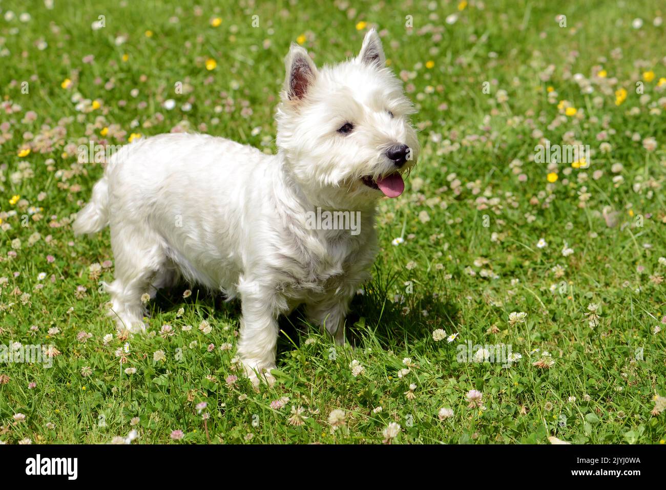 Yorkshire Terrier (Canis lupus f. familiaris), kleines weißes Weibchen Yorkshire Terrier auf einer Wiese Stockfoto